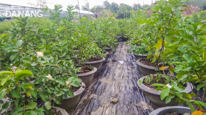 An Giang trồng mới 500 ha cây ăn trái