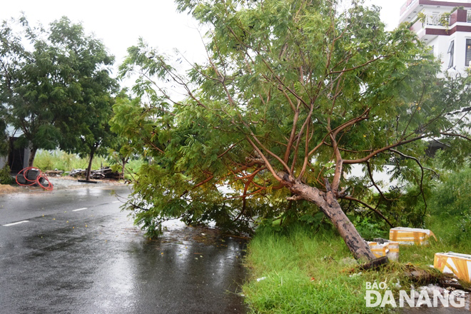 Một cây xanh bị ngã đổ trên đường Nguyễn Đình Hoàn.