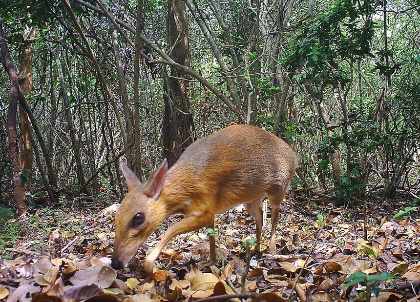 rail camera capturing the rediscovered Silver-backed Chevrotain (Photo: Southern Institute of Ecology/Global Wildlife Conservation/Leibniz Institute for Zoo and Wildlife Research/NCNP)