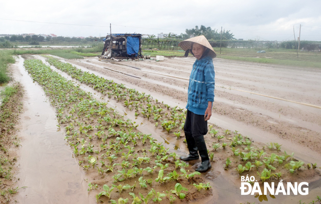 Many farmers touting for business in the La Huong vegetable growing area suffered loses caused by recent heavy rains.