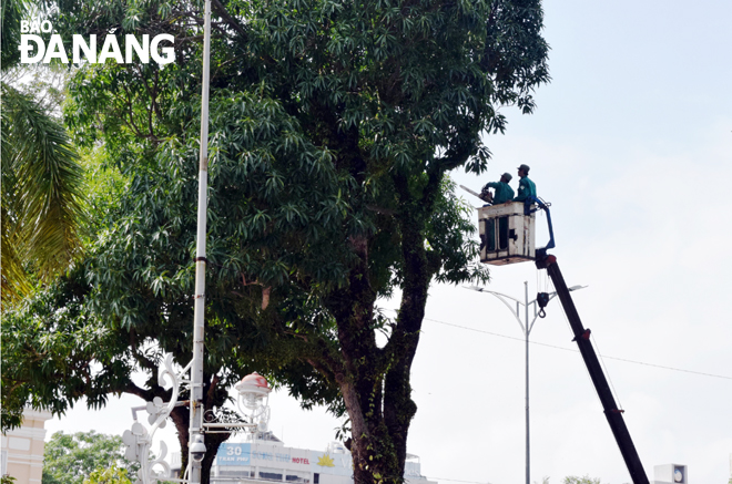 Cắt tỉa tán lá cây lớn bên trong trụ sở 42 Bạch Đằng.