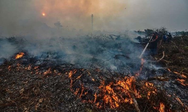 The Indonesian government is set to receive some 315 trillion IDR (22.5 billion USD) from a number of corporates in the forest fire public lawsuit. (Photo: OI)