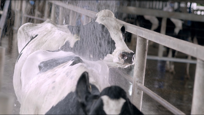 Hệ thống tắm mát tự động giúp bò luôn duy trì được sự thoải mái, mát mẻ - Ảnh: HOÀNG GIA