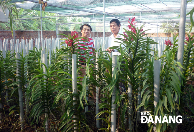 Nông dân xã Hòa Châu, huyện Hòa Vang phát triển mô hình trồng lan.
