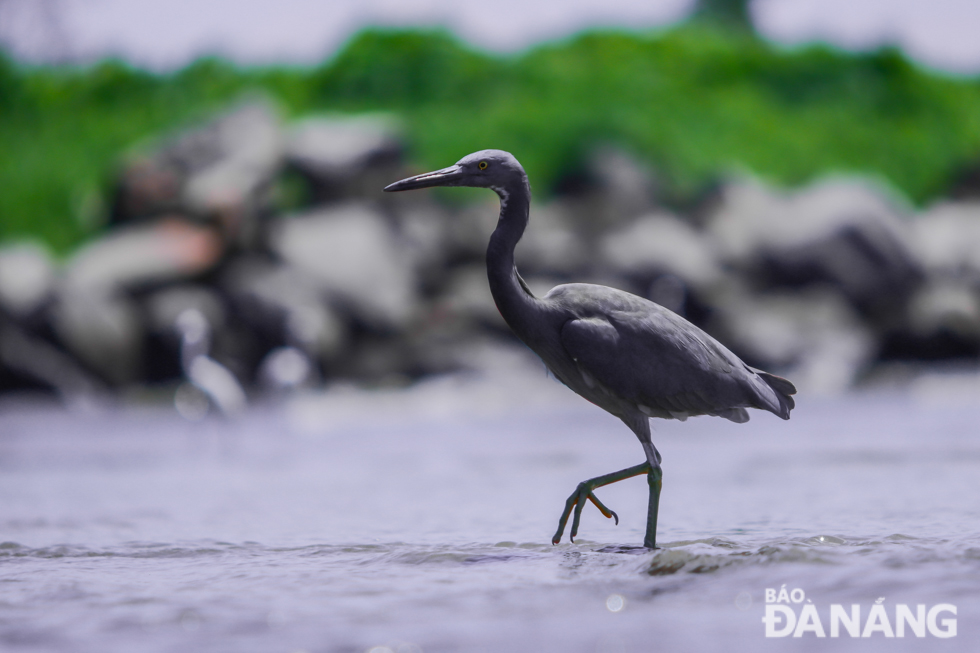 A Pacific reef heron at the foot of the Son Tra Peninsula