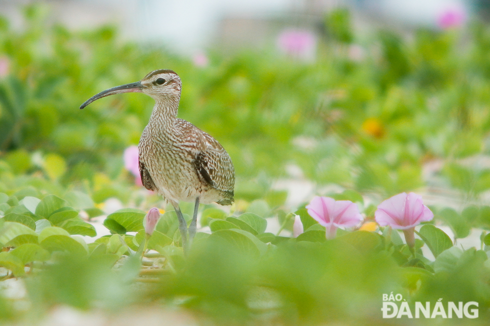 A whimbrel on the Man Thai Beach