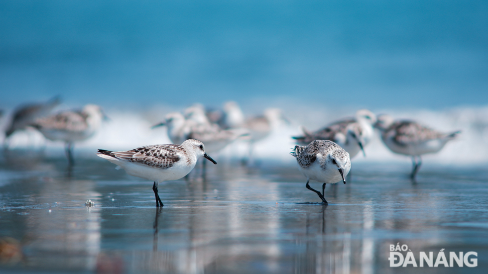 A flock of sanderling seen darting along shorelines