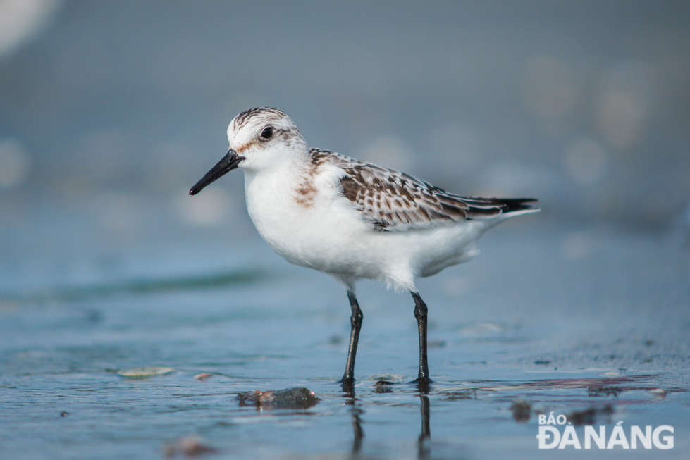 Sanderling usually lives in floodplains and near-coastal wetlands