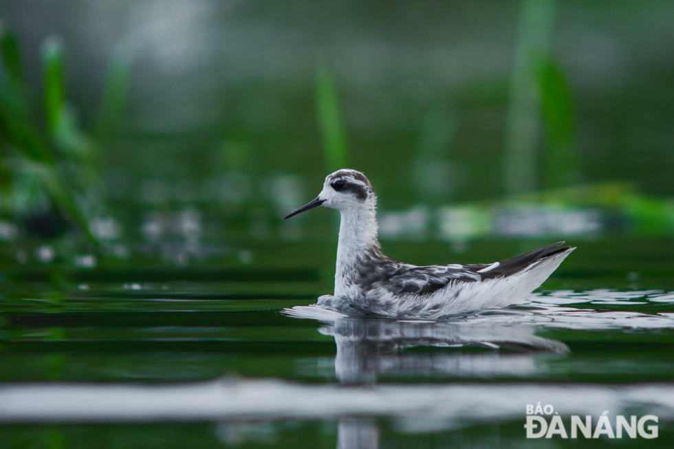 The Red-necked Phalarope is a tiny grayish bird with a needle-thin bill.