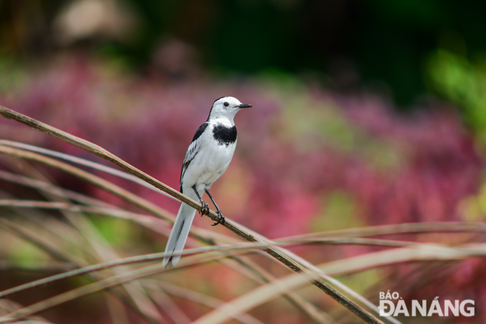 The white wagtail is an insectivorous bird living near water