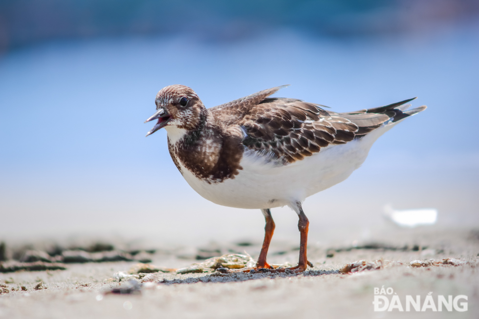 Ruddy turnstones often flip and turn shells, stones, and driftwood to seek out prey beneath