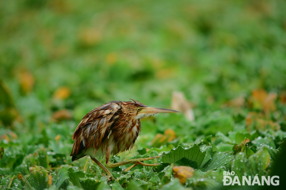 The Yellow Bittern is a bird of fresh water marshes feeding on fish, insects, and other invertebrates. It particularly favours dense water edge vegetation, either reeds or woody plants and rice fields.