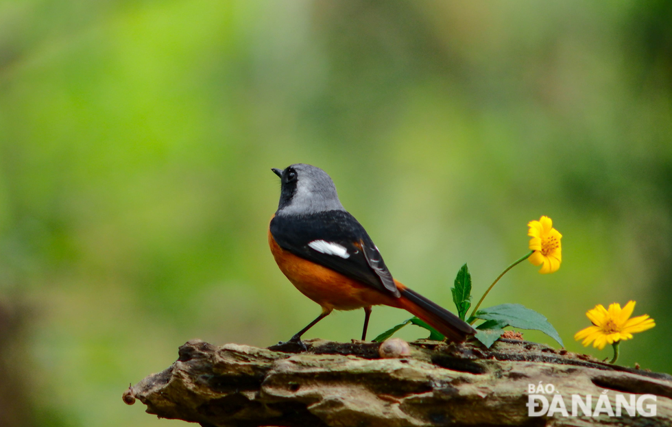 Daurian Redstart lives alone in wooded areas