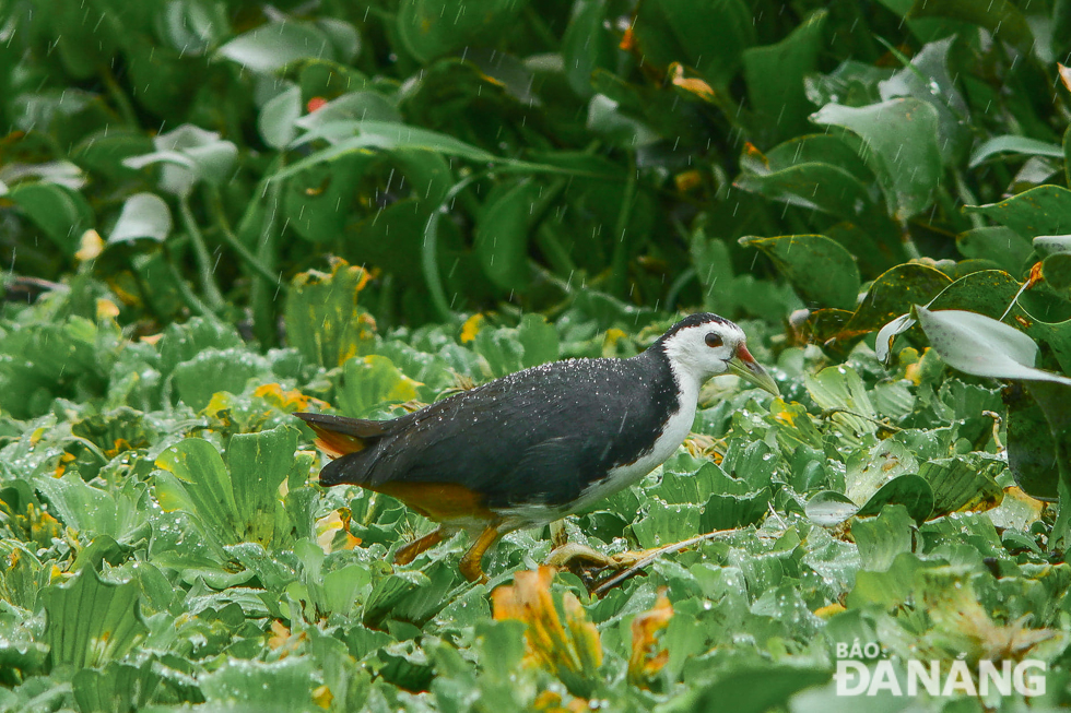 A white-breasted waterhen can be found finding food in the rain