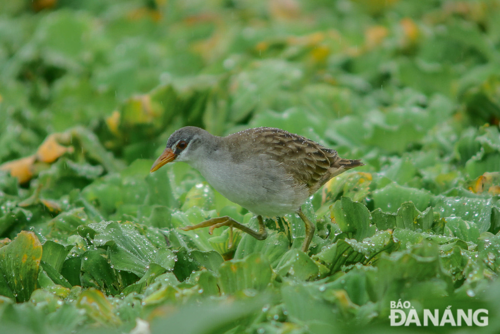 A white-browed crake