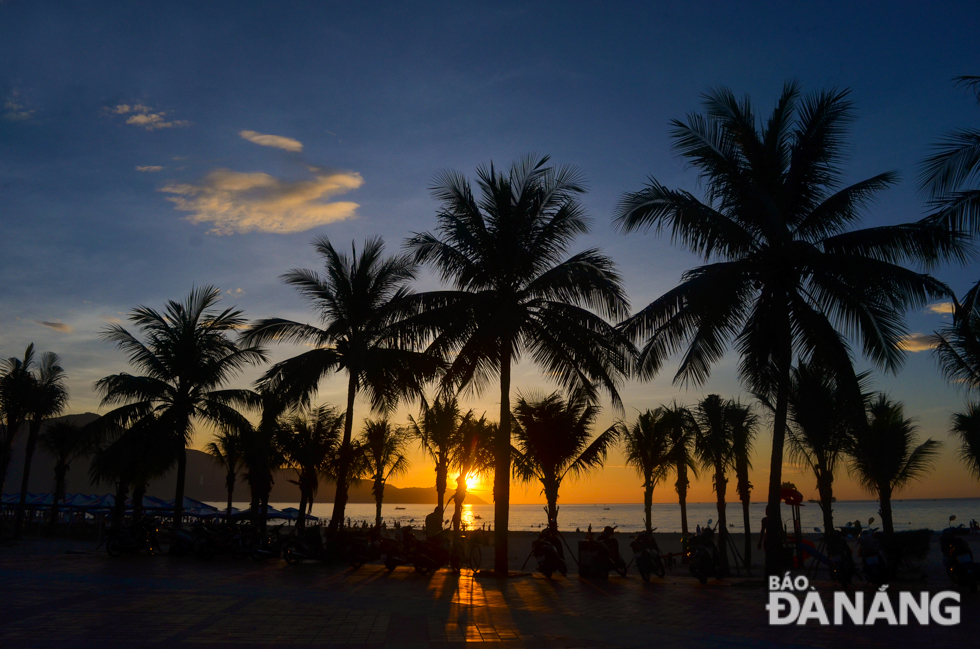 The poetic beauty of coconut trees in the East Sea Park