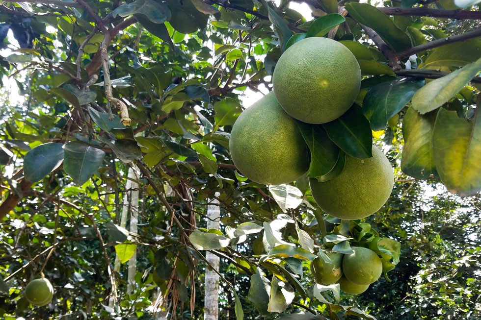 ‘Tru’ grapefruit becomes a specialty of the village 
