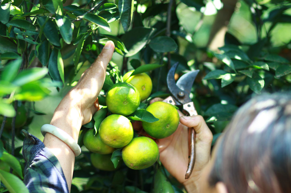 A tangerine tree bears good fruit