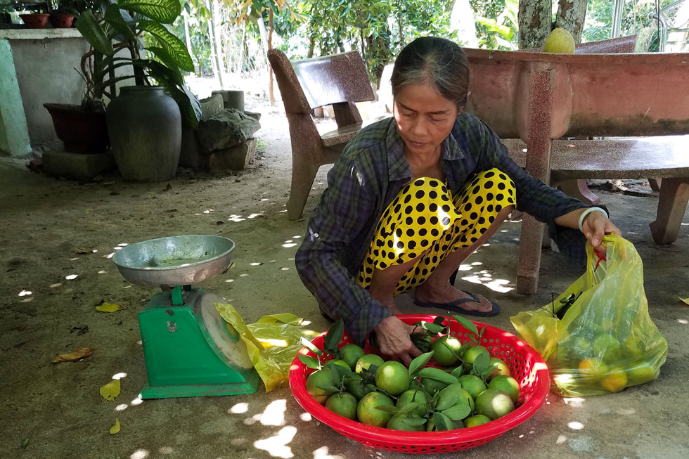 A villager harvesting oranges  