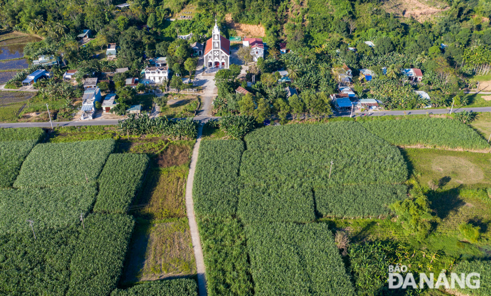 An aerial view of green sugarcane fields 