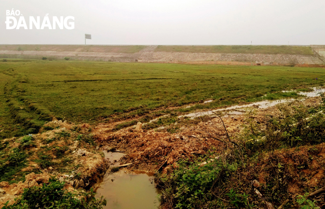 Các dự án treo trên địa bàn huyện Hòa Vang đã gây khó khăn cho người dân trong sinh hoạt và sản xuất. TRONG ẢNH: Một số diện tích đất nông nghiệp ở xã Hòa Ninh bị hoang hóa do ảnh hưởng các dự án.        Ảnh: TRỌNG HUY