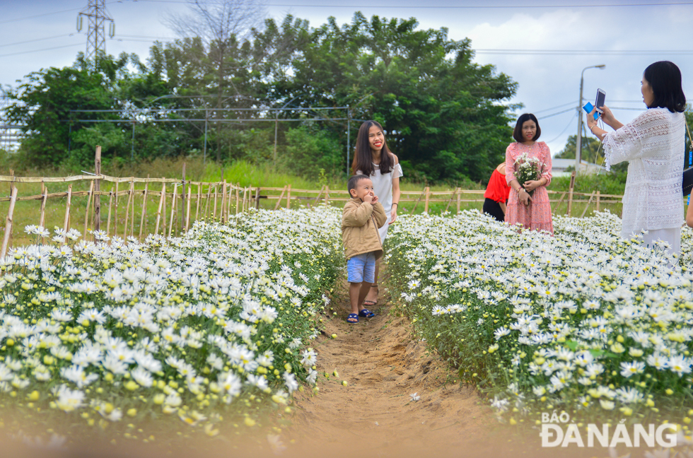  The daisies were grown at the Biotechnology Centre in August.