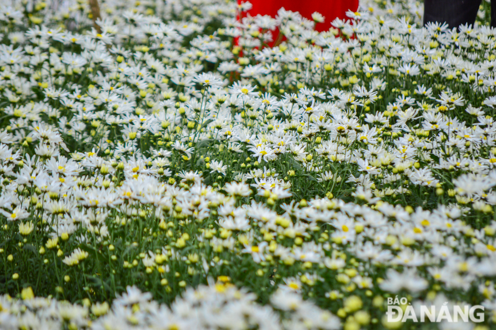  The daisies are scientifically named Matricaria Chamomilla, belonging to the Asteraceae family.