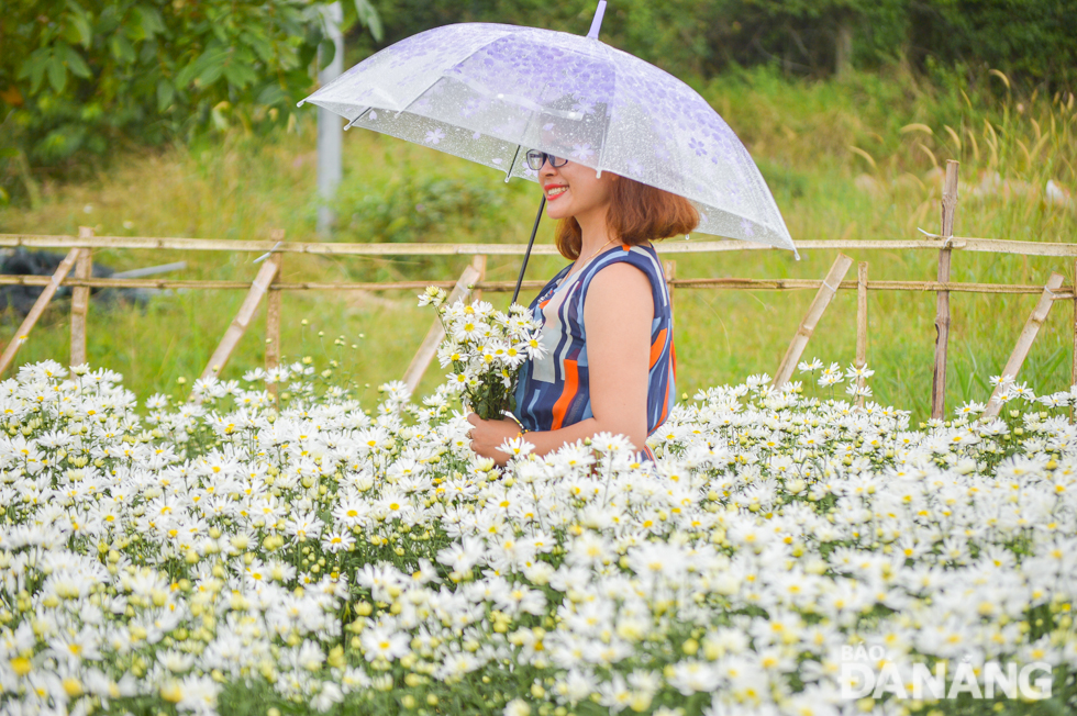  The daisies are also called ‘flower heralding the arrival of winter’ because they spring up in rows in late autumn when the weather becomes cooler.