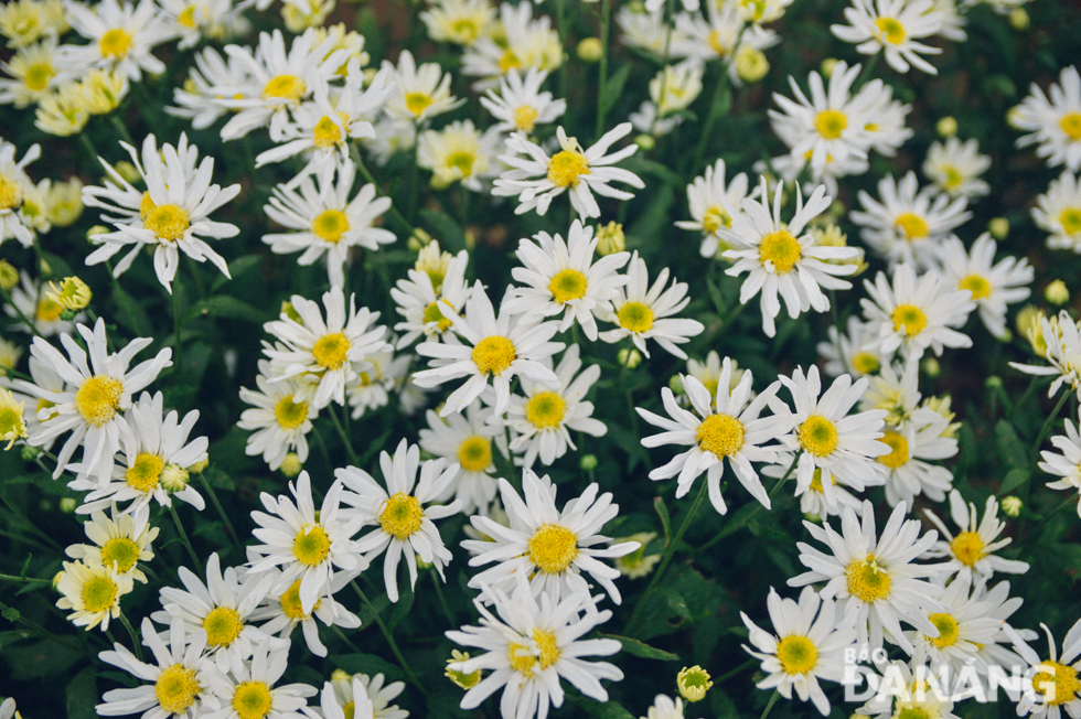 Pure-white daisies are often grown in the capital city of Ha Noi. In recent years when the demand for photography has increased, this unique kind of flowers has been grown in some localities nationwide.