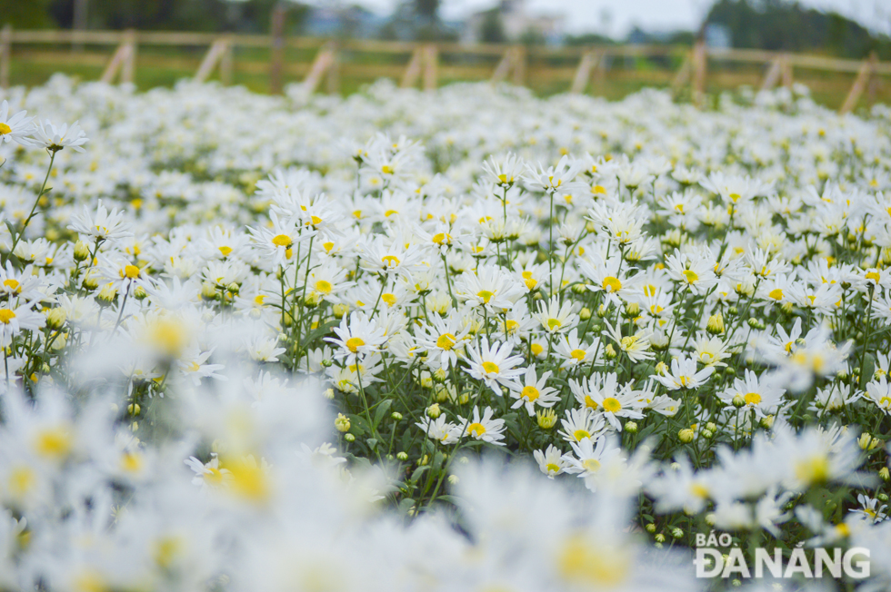  The season of pure-white daises elapses very quickly, usually lasting only a few weeks. 