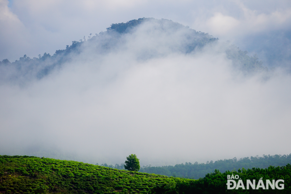 Behind the tea hill is mountains covered with dew and clouds all year round.