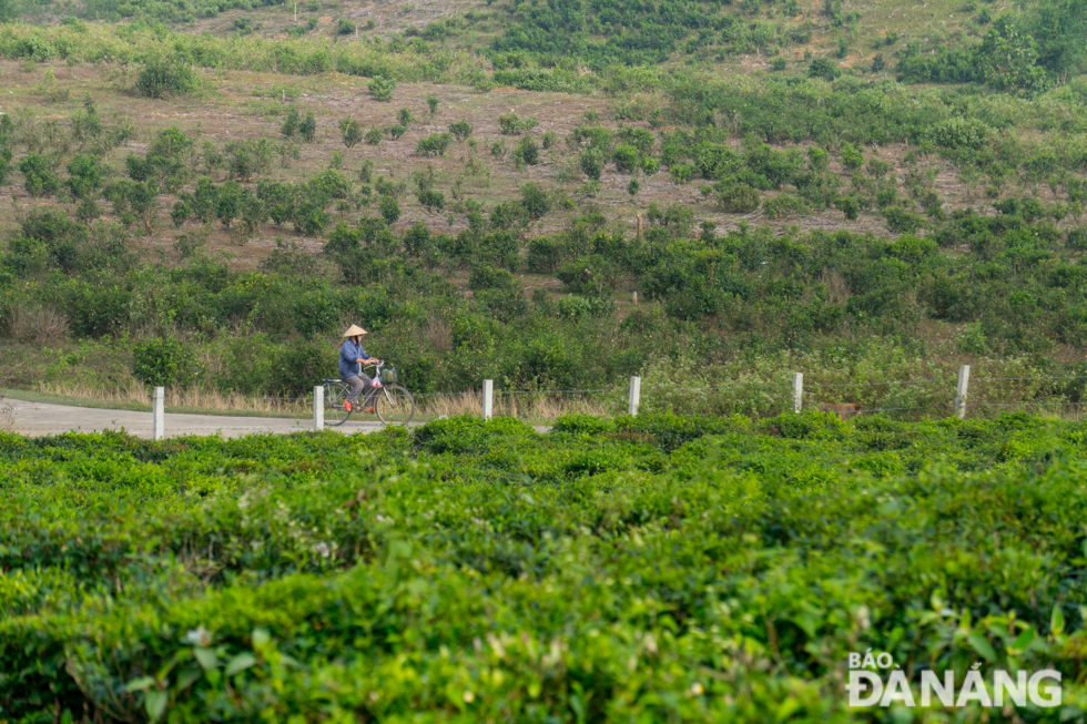 The tea hill looks the most beautiful and coolest in the morning when the weather is fresh and tranquil.