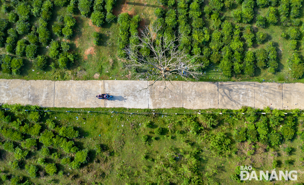 Concrete paths along the tea hill