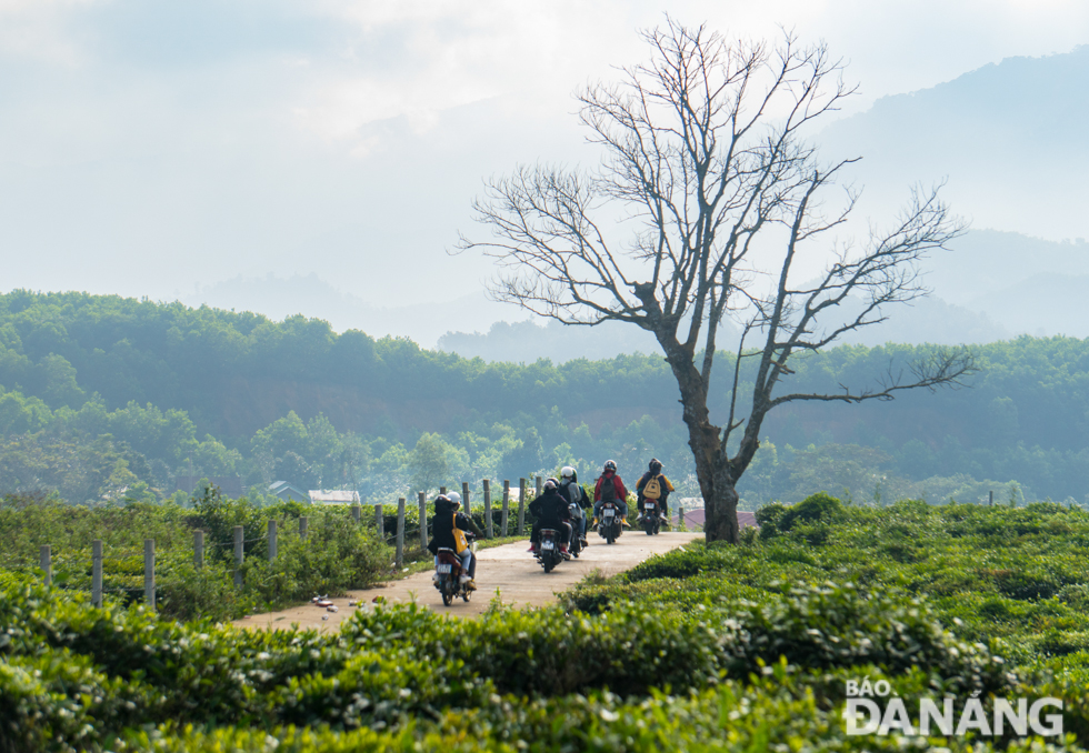 The Dong Giang Tea Hill is very inviting to both domestic and foreign visitors