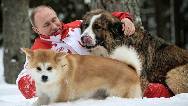 Ông Putin chơi đùa với chó Buffy và Yume. (Ảnh: Getty)
