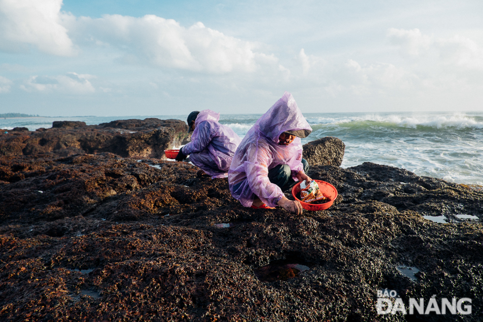 The seaweed harvest lasts several months, from the 10th lunar month into Tet. Each harvester carries a set of equipment to collect the seaweed, consisting of a small basket, a spoon, and half a bottle of ash.