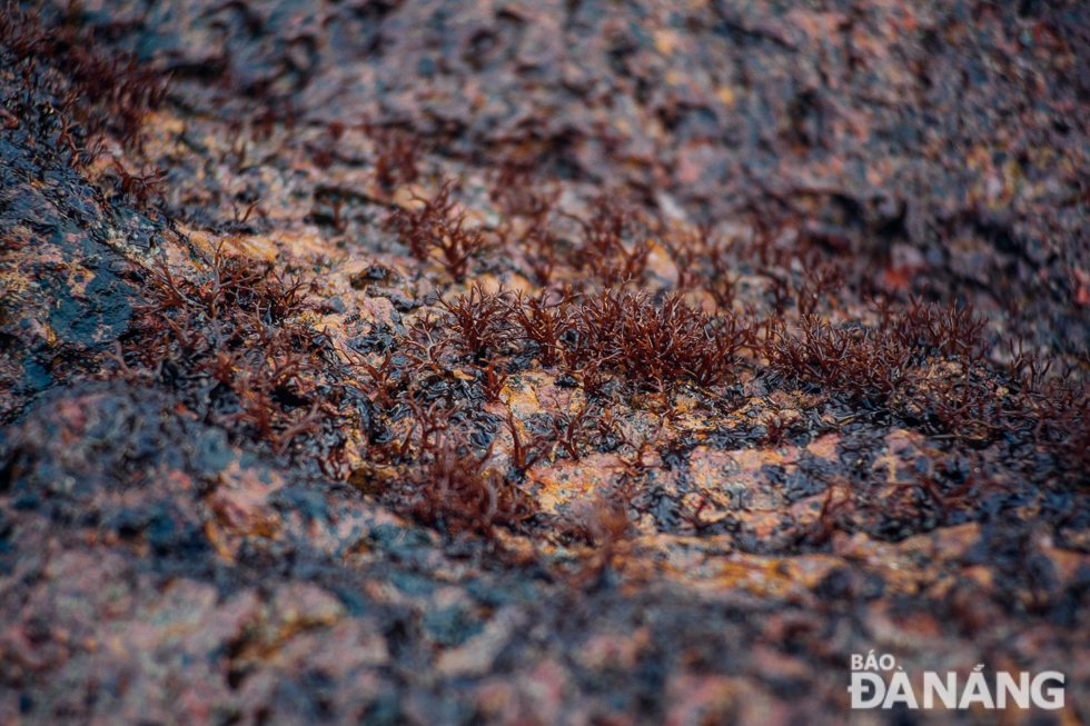 The seaweed has a high economic value. To get the seaweed, the harvesters sprinkle a layer of ash to make it less slippery, and then use spoons to scrape the strands from the rocks. The more experienced harvesters prefer pulling them out by hand to avoid breaking them off.