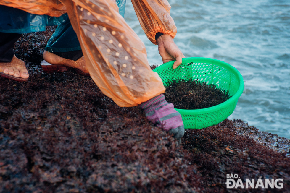The price of seaweed is relatively high at the start of the collection season, but it decreases afterwards. At the beginning of the season, the price per kg is 200,000 VND – 350,000 VND.