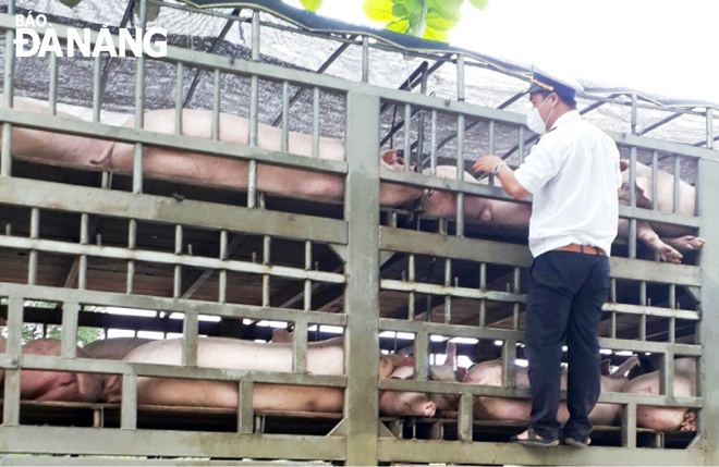 A veterinary employee checking pigs transported through the city 