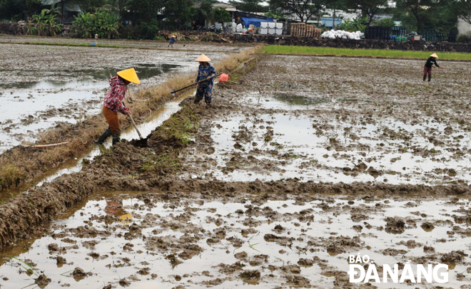 Nông dân xã Hòa Châu (huyện Hòa Vang) làm đất, chuẩn bị gieo sạ giống lúa trung và ngắn ngày để chủ động ứng phó hạn hán, thiếu nước.