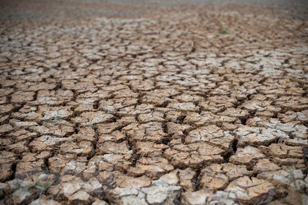 Cánh đồng lúa khô hạn tại tỉnh Suphanburi của Thái Lan. (Ảnh: AFP/TTXVN)