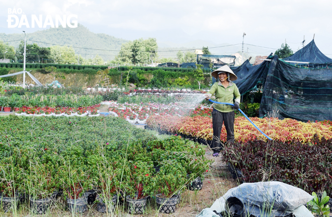 Người trồng hoa ở xã Hòa Liên phấn khởi vì khắc chế được điều kiện bất lợi của thời tiết, chăm bón cho hoa kịp nở đẹp đúng Tết. 