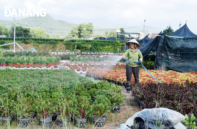 A Tet flower grower in Hoa Vang District’s Hoa Lien Commune is striving offer the best ornamental plants and flowers to customers.