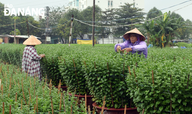 Taking care of flowers to ensure their best possible quality (The image captured at a flower garden in Hai Chau District’s Hoa Cuong Bac Ward) 