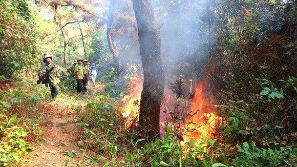 Tăng cường bảo vệ rừng, không đốt thực bì dịp Tết