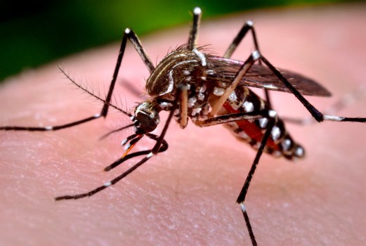 Công nghệ chỉnh sửa gien muỗi tạo đột phá ngăn ngừa sốt xuất huyết