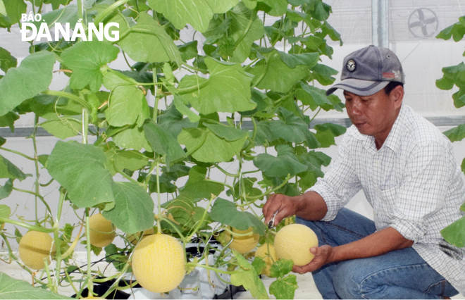 Nông dân HTX rau-hoa-củ-quả Hòa Vang đang thu hoạch dưa lưới ở nhà màng - món quà ý nghĩa của Thành ủy.
