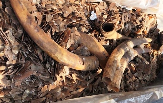 The ivory and pangolin scales confiscated in the northern port city of Hai Phong. (Photo: vov.vn)