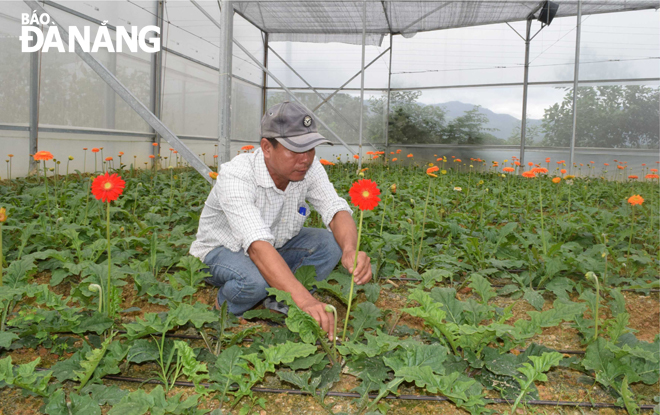 A local flower grower taking care of his plants