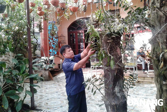Người dân phường Hòa Phát (quận Cẩm Lệ) trồng phong lan rừng trong vườn nhà.